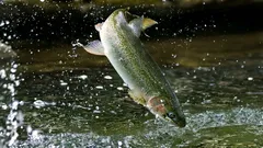 Truta — um teste à pureza do rio e à honestidade da cozinha