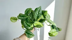 Scindapsus: uma planta quase indestrutível que cresce até na sombra