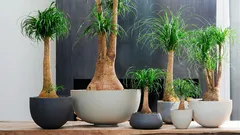 Nolina em casa: como cuidar dela para que não apodreça e tenha um tronco forte