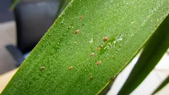 Como identificar e eliminar cochonilha nas plantas de interior sem stress