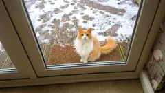 Por que um gato escolhe a sua porta e como reagir para não machucá-lo?