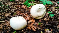 Peido-de-lobo é comestível? guia rápido para reconhecer, apanhar e cozinhar