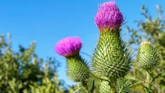 Cardo no jardim: erva daninha ou um benefício para os polinizadores — quando remover e quando o deixar