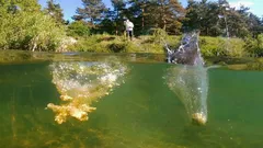 Misturar corretamente a ração básica: verificação de 5 minutos para que finalmente volte a haver mordidas na água