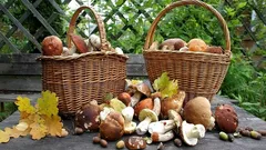 Por que vale a pena comer cogumelos com mais frequência: 8 benefícios para a sua saúde e paladar