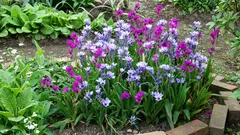 Babiana: a flor exótica que parece cara e não exige cuidados complexos