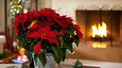 Como cuidar da poinsétia para durar muito além do Natal