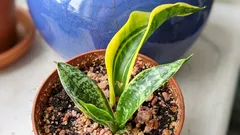 A sanseviéria deu uma folha sem padrão: é um erro de cuidados ou é normal?