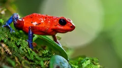 Bonitas como um arco-íris, mortais como veneno: os pequenos assassinos da selva