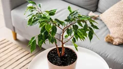 Queda das folhas da figueira no inverno: como distinguir a queda normal das folhas de um problema