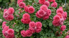 Acha que as rosas são difíceis? Esta beleza alemã floresce mesmo para principiantes