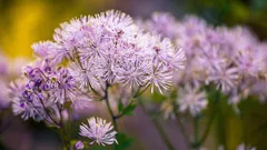 O que semear em março para fazer mudas: flores que vão florir mais cedo