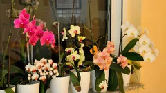 Como conseguir que a Phalaenopsis volte a florir em casa