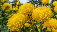 10 plantas de flor grande para um jardim com impacto em Portugal