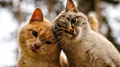 Como saber se os gatos gostam uns dos outros: sinais sutis de amizade que as pessoas ignoram