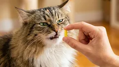 Como dar um comprimido a um gato sem stress: 7 truques que realmente funcionam