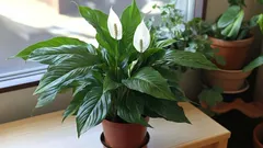 Por que o spathiphyllum não floresce e como fazê-lo florescer em um apartamento