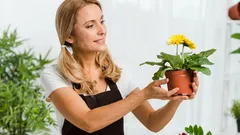 Por que as plantas morrem: os 3 erros mais comuns na escolha do local e como evitá-los