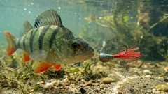 Porque é que os pescadores experientes atam um fio vermelho ao anzol: a explicação está numa engenhosa lei da Física