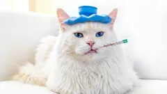 Como reconhecer rapidamente que o seu gato precisa de ir ao veterinário, mesmo sem sintomas dramáticos