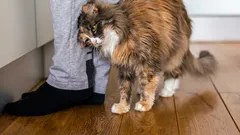 Porque é que o seu gato lhe dá «cabeçadas» — e o que isso significa realmente