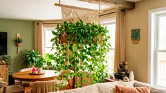 A planta que simboliza a abundância — o potos e as regras para a sua colocação