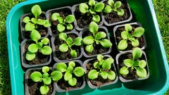 Como cultivar petúnias a partir de sementes sem erros: luz, calor e umidade adequada