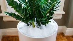 “Banho de neve” para plantas de interior: uma técnica rara, mas útil