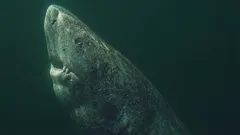 O tubarão mais velho do que os Estados Unidos: como é possível?