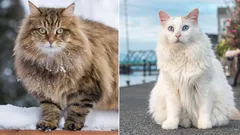 As maiores raças de gatos: uma breve visão geral, vantagens e desvantagens