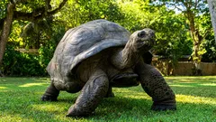 A tartaruga mais velha do que Napoleão: recorde comprovado por documentos