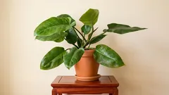 Filodendro em um apartamento: como configurar a iluminação para que cresça rapidamente e tenha folhas grandes