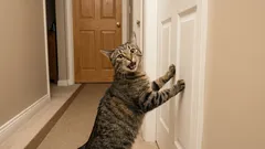 5 tipos de miados de gatos: o que o seu gato está tentando lhe dizer?