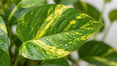 Como regar o pothos (epipremno) sem erros: guia prático para casas em Portugal