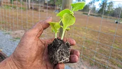 A zona radicular é crucial: o que fazer para ajudar as mudas a enraizarem melhor após o transplante