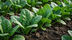 Espinafres: benefícios para o coração, a imunidade e os ossos — numa perspetiva científica