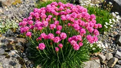 A planta que sobrevive ao vento e ao solo pobre — e floresce em «pompões»