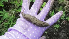 Por que os caracóis aparecem durante a noite – e o que você pode fazer contra isso sem usar produtos químicos