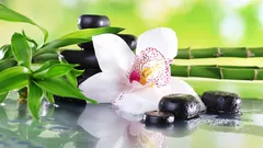 Orquídeas no feng shui: significado, cores e melhor localização na casa